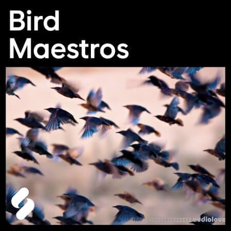 Splice Explores Bird Maestros