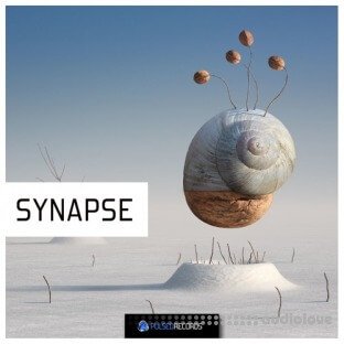 Pulsed Records Synapse