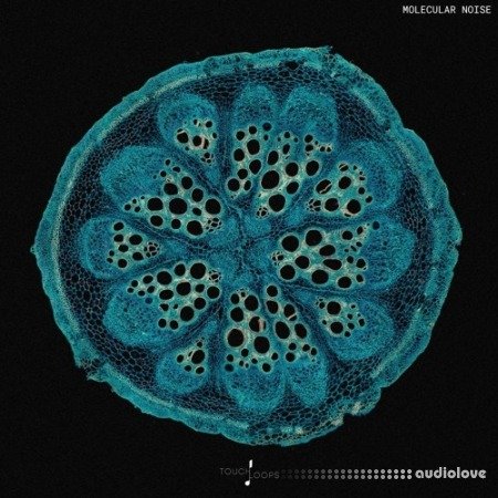 Touch Loops Molecular Noise