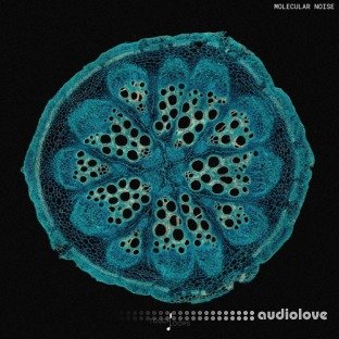 Touch Loops Molecular Noise