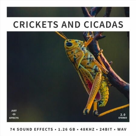 Just Sound Effects Crickets and Cicadas