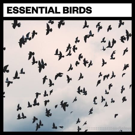 Big Room Sound Essential Birds