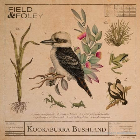 Field and Foley Kookaburra Bushland