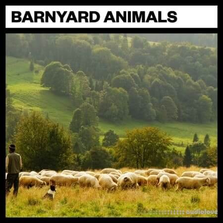 Big Room Sound Barnyard Animals