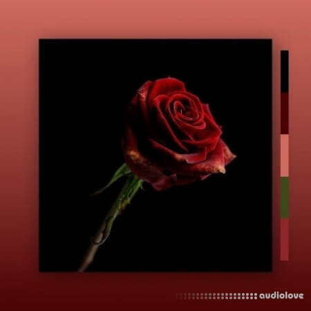 MarcDBeats Rose