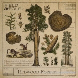 Field and Foley Redwood Forest