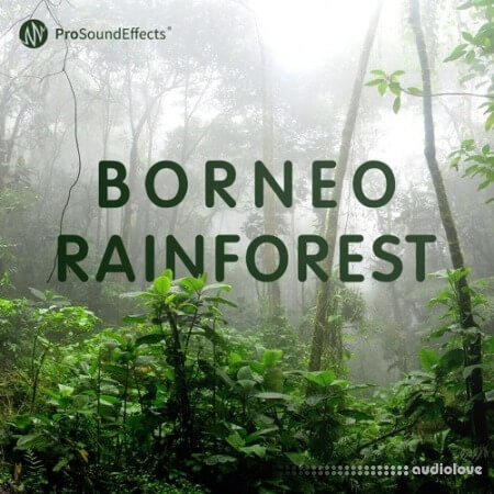 Pro Sound Effects Borneo Rainforest