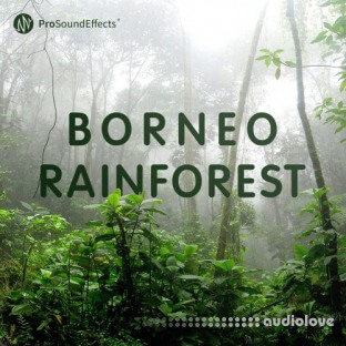 Pro Sound Effects Borneo Rainforest