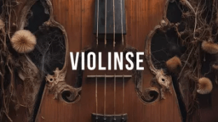 Steinberg Violinse