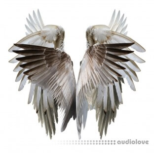 HOLOGRAM Nocturne Drum Kit