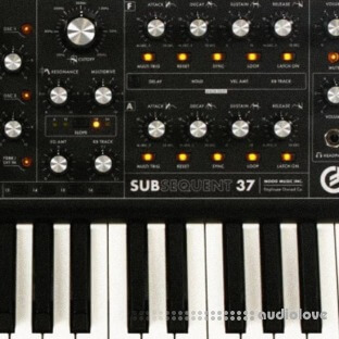 Looma Moog Sub37 Oneshot Sample Pack