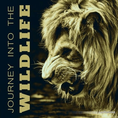 Nature Sounds Journey Into the Wildlife Collection of Various Nature Sounds Effects