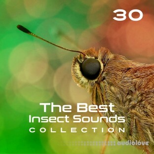 Close To Nature Music Ensemble 30 The Best Insect Sounds Collection Fly with Creature, Sound Effects, Magic Library
