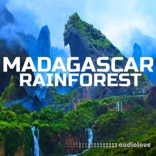 Madagascar Soundscapes Madagascar Rainforest