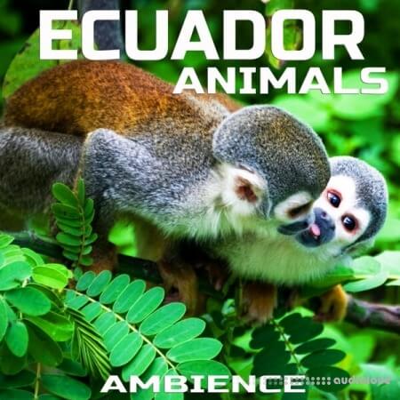 Cloud Nine Records Ecuador Animals Ambience