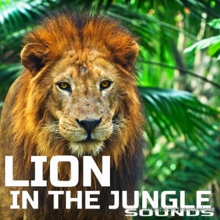 Cloud Nine Records Lion In The Jungle Sounds