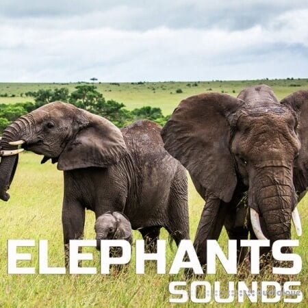 Cloud Nine Records Elephants Sounds